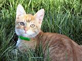 PICT0035 chaton x1024